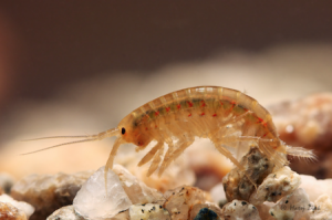 Gammarus f.